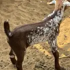 مشروع فحل اوشح