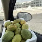 لوز قطيفي