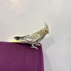 كروان فراشه