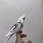 كروان اليف بايد مكتف العمر شهرين