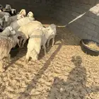 غنم خرفان حريه للبيع