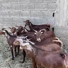 خبيش وشح دهم تأسيس مراح العدد 10