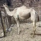 ناقه سبوق بنت شاهين الجهرا السن   ثنيه