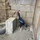 ديك سندي بيور اسود صك