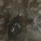 ضان ومعزا