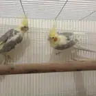 كروان لاتينو ومكتف والبينو وانثي طفره هاف بايد