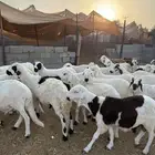 طليان سواكن جبره مرابي 4 شهور
