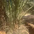توريد جميع أنواع النخيل