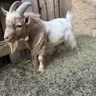 ماعز قزمي