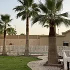 نخل واشنطونيا مكرب من 3 م الى 8 م