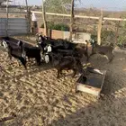 تيوس وجفار عوارض