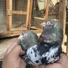 حمام باكستاني تيدي رام