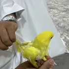 فرخ دره ابلاين