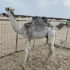 قعود طايش حليب فل شحم العمر 5 شهور لي 6 شهور