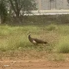 طاووس