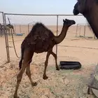 قعود