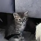 قطه صغيره للبيع