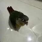 كنيور يلو سايد