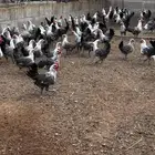دجاج فيومي
