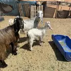 معزا مشاريك وحده خلفه وثنتين دفيع