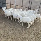 رخال مقنوي تم البيع