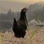 ديك مروك ودجاج تركي مستعجل