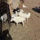 للبيع رخال أبوهن ساكني ومهاتهن اعمارهن من 6 شهور وفواق