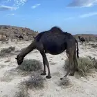 مجهم