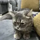 قطه للتبني تبي تتزاوج