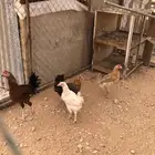 3 دجاجات بياض وديك