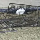 للبيع ارانب