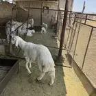 طلي صنف