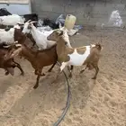 معزا متابيع