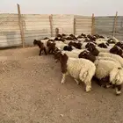 خرفان بهم للبيع