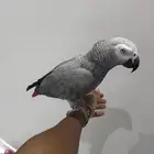 ببغاء كاسكو