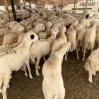 القنفذة