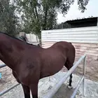 مهر