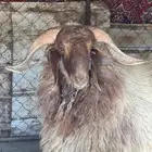 خروف نعيمي