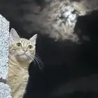 قطط للبيع