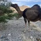 ناقه حمرا دهماء لقحه