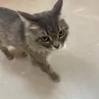 قط تبني