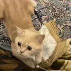 قط سكوتش تزاوج مجانا