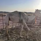 ركبي للبيع