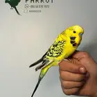 بادجي اليف