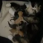 قطة ام و اطفالها للتبني