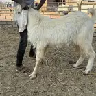 فحول بورقوت اصل - وعارضي ابيض - ومطور