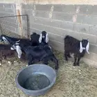 تيوس طيبه