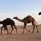 قعدان للبيع