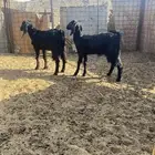 تيس وجفرة للبيع الموقع املج
