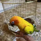 ببغاء صن كنيور